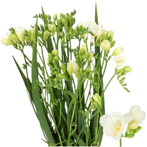 Freesia Dbl Versailles holl
