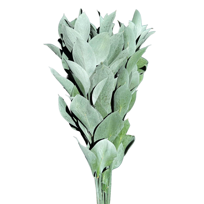 Ruscus Silver Mist Galleria