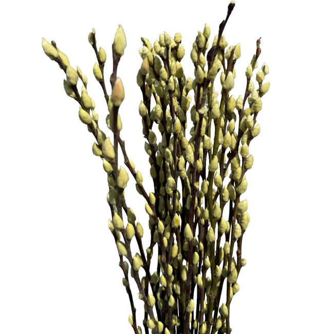 PWillow Dyed Green Holl