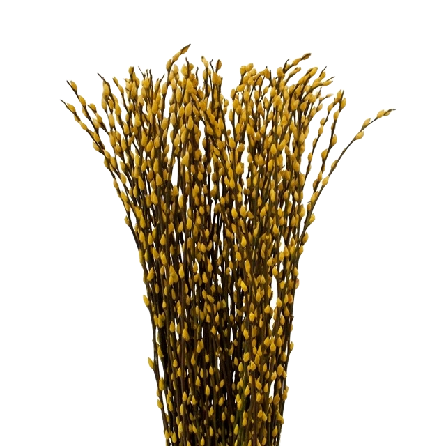 PWillow Dyed Yellow Holl