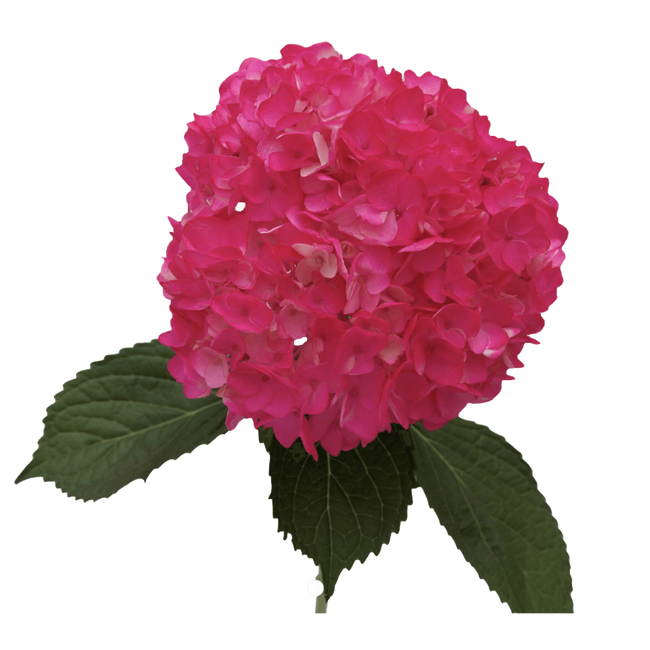 Hydrangea Hot Pink Pocket gro(