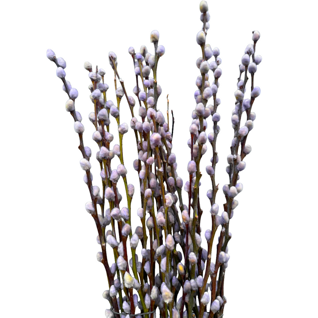 PWillow Dyed Pastel Blue holl