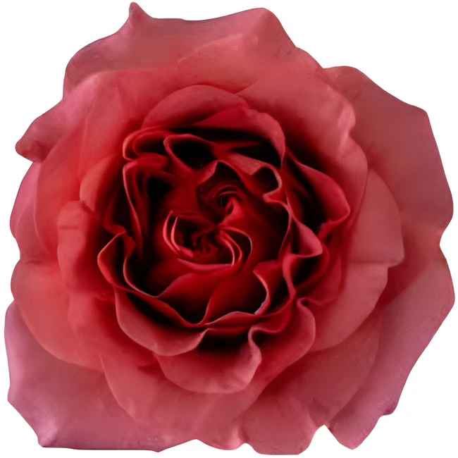 Rose Razzmatazz 50cm HOLEX