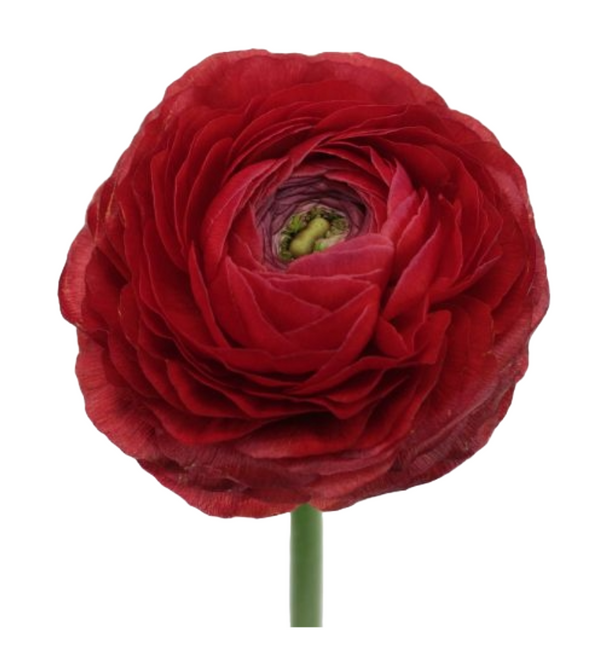 Ranunculus Cloni Success Red r