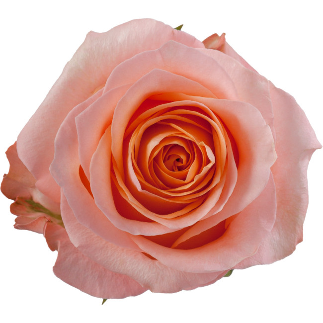 Rose Coral Reef 60cm rfi