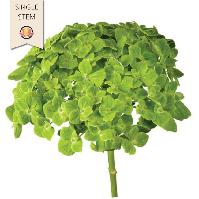 Hydrangea Mini Green sole