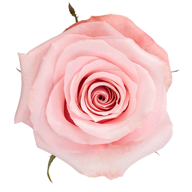 Rose Be Sweet 60cm rprima