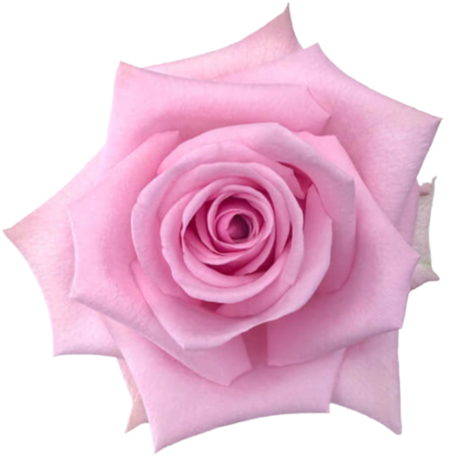Rose Sweet Cake 50cm rfi