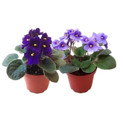 2.5' Bloomin Violets