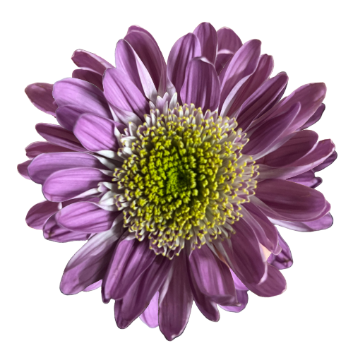 Mum Cremon Lavender galleria