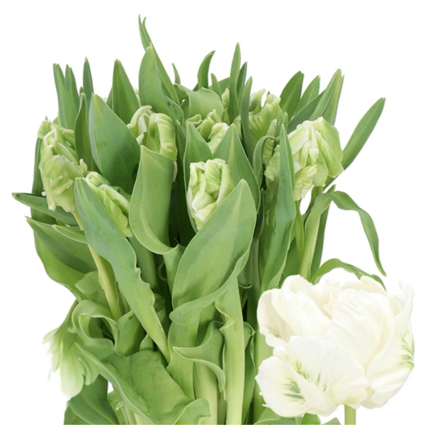 Tulip White Parrot holl