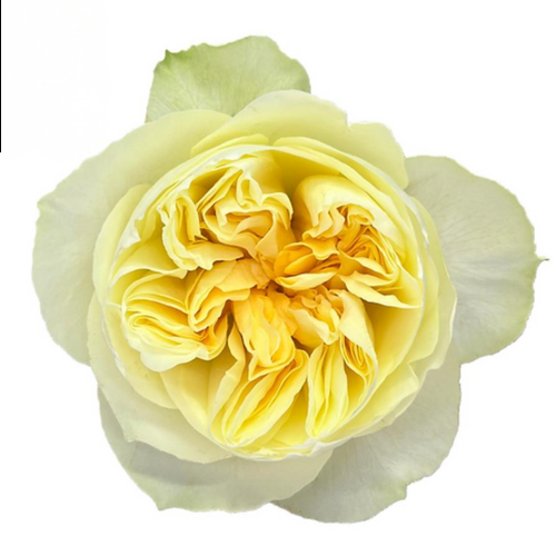 Rose Gdn Antonia 60cm florecal