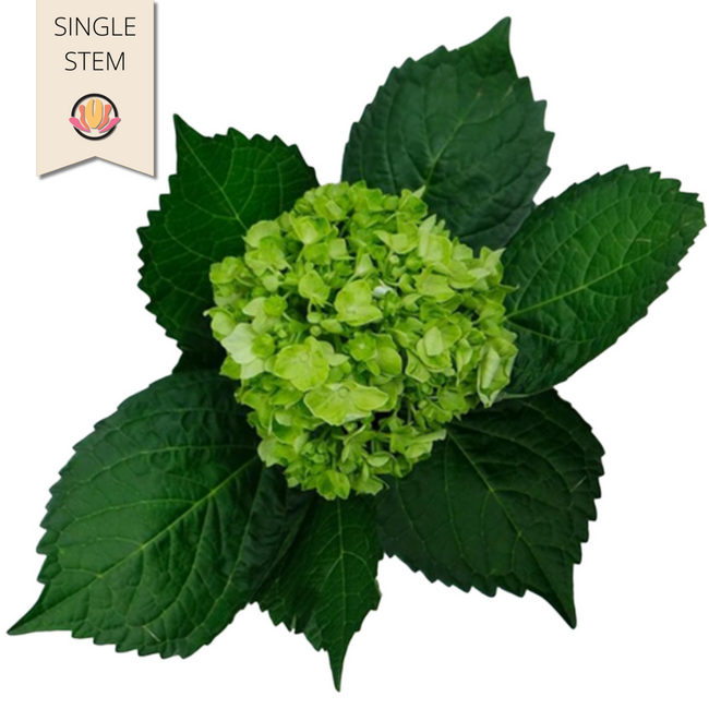 Hydrangea Mini Green galleria(