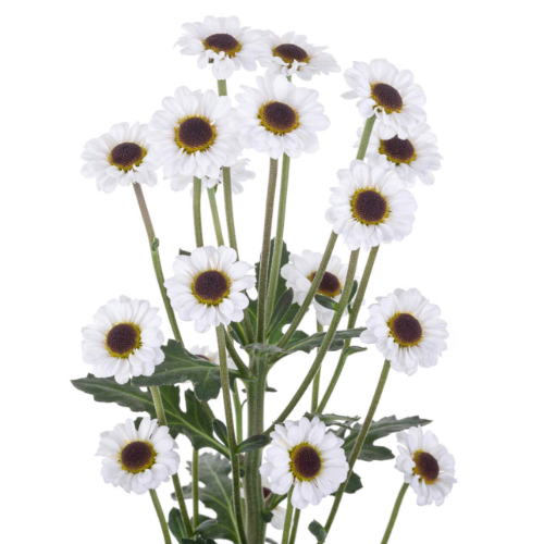 Pom Micro YingYang Green sole - SWFlorist