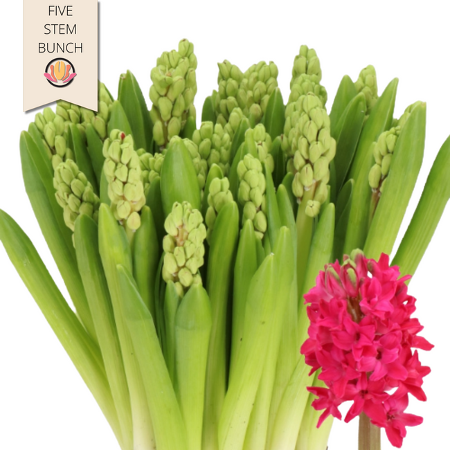Hyacinth Amore holl(5st)