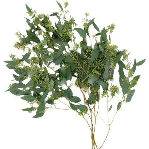 Eucalyptus Seeded holl ex