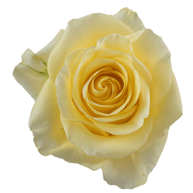 Rose Bella Donna 50cm rprima