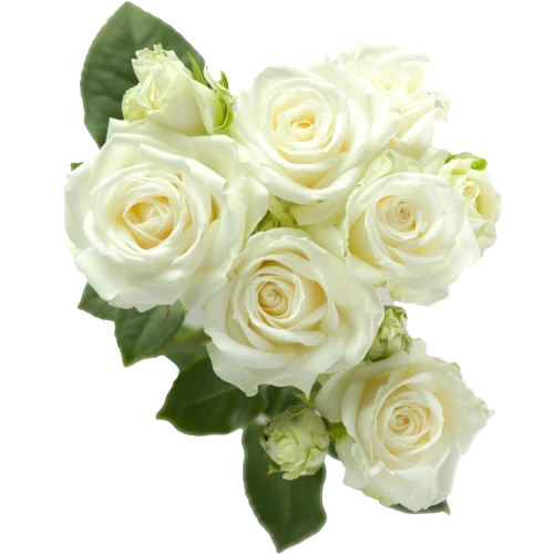 RoseSpray Sweet Dreams ESMERAL