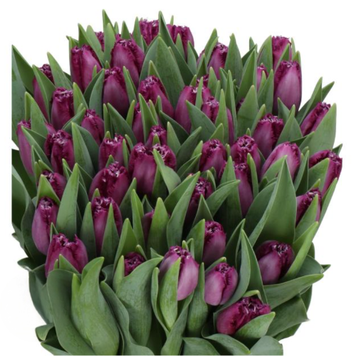 Tulip Frill Dk Purple holl