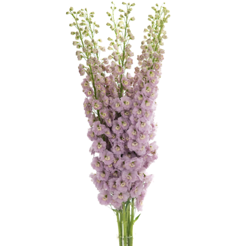 Delph Rosa 130cm Valleflor