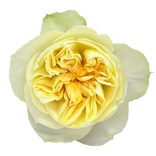 Garden Rose Antonia Choice