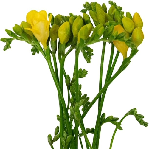 Freesia Double Soleil Xtra, Holex