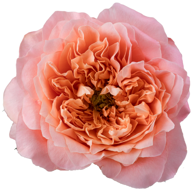 Rose Dragon Fly 70cm rprima