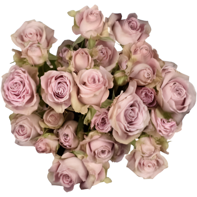 RoseSpray Portrait tessa