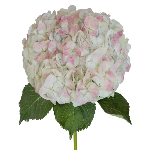 Hydrangea Natural Pink holex(S