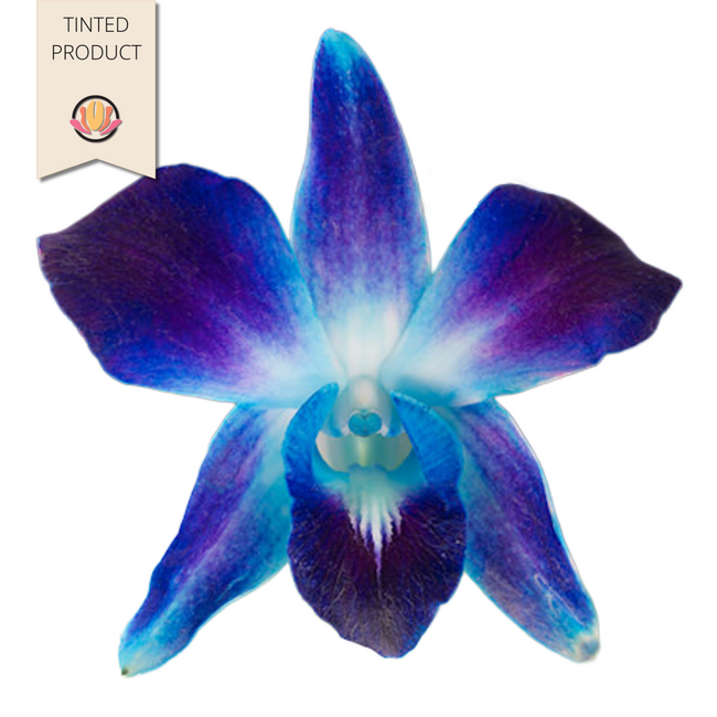 Dendro. DyedBlue bom(BU)