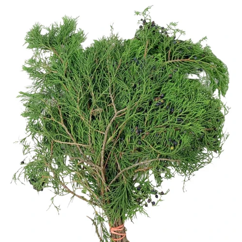 Cedar blueberry