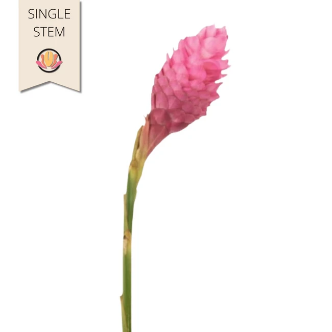 Ginger Pink xlarge national(ST