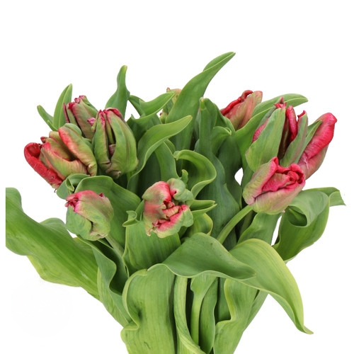 Tulip Red Parrot holl - T RED PARR