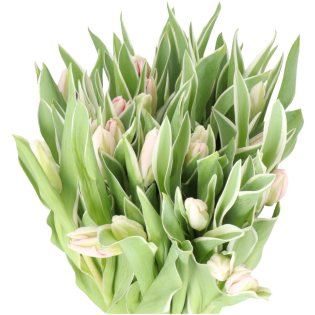 Tulip Parrot Pink Varigated Le