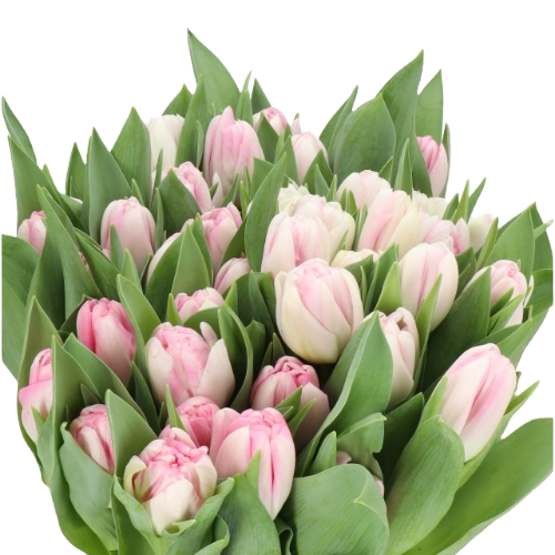 Tulip White Pink tips holl