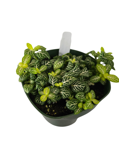 4" Fittonia Jolly Lemon