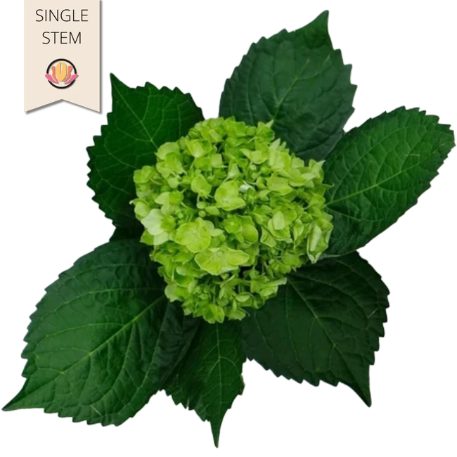 Hydrangea Mini Green (st) Gro