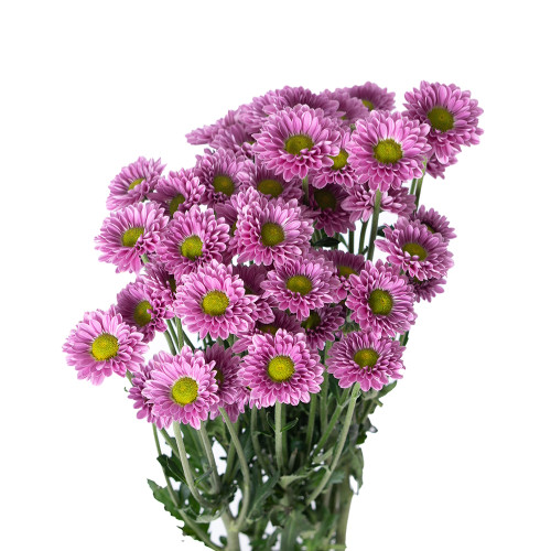 Pom Micro Daisy Lavender golden
