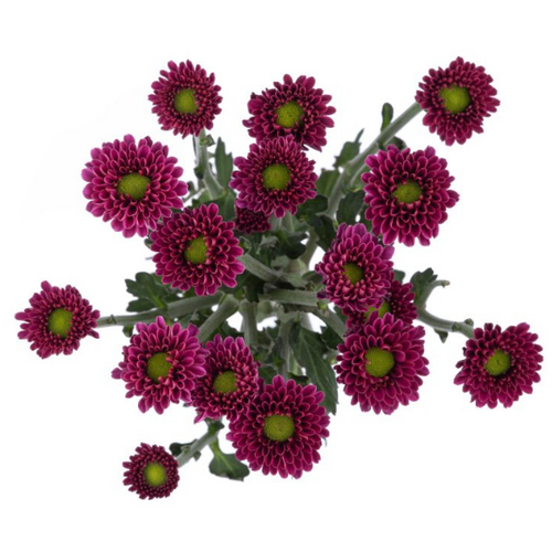 Pom Micro Daisy Purple golden