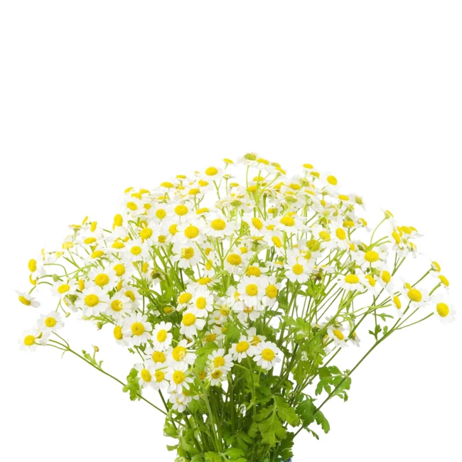 Matricaria White groot