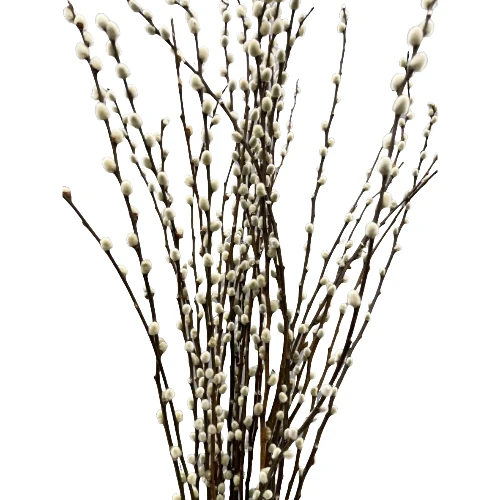 P. Willow holl  90cm