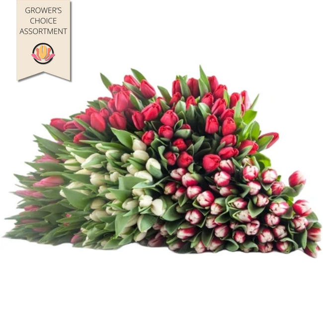 Tulip Asst Dmaster(12cs)holl