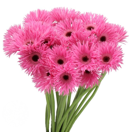 Germini Spider Bouquet 20st ho