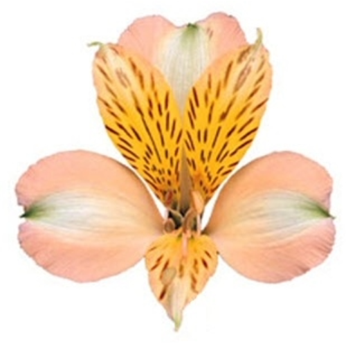 Alstro SupSel Peach MUCH