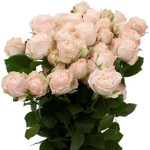 RoseSpray Bombastic holl