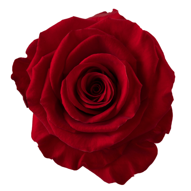 Rose Redvolution 60cm Rprima