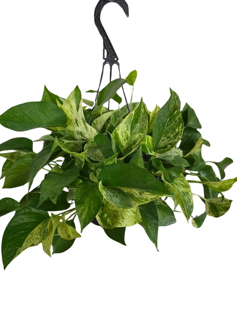 10"  Potos Marble Queen Hangin