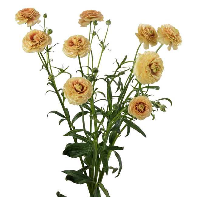 Ranunculus Moderna Miele Peach 10st