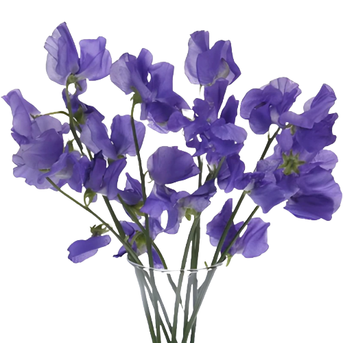 Sweet Pea Mio Violet choice