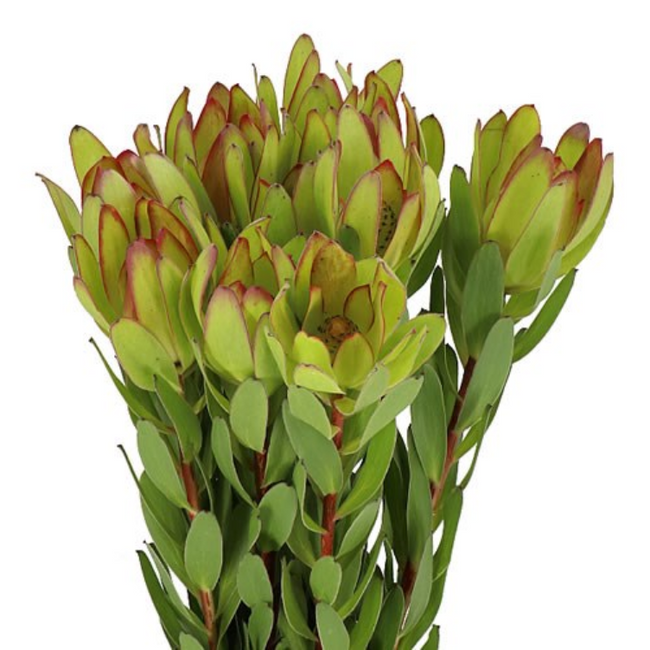 Leucodendron Gold Strike cont